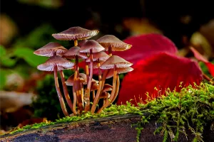 Sortie Mycologique