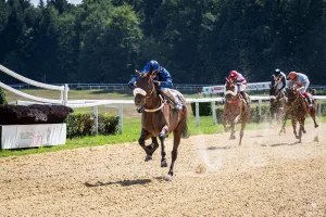 Courses hippiques : journée Race and Care