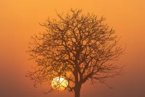 Exposition photo "LOS ARBRES"