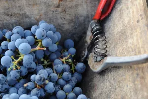 Journée vendanges au Château De La Croix