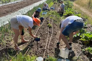 Visite libre et vente de légumes à la ferme tout l'été