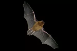 COMPLET | À la découverte des chauves-souris