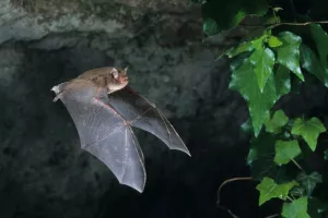 NUIT INTERNATIONALE DE LA CHAUVE SOURIS