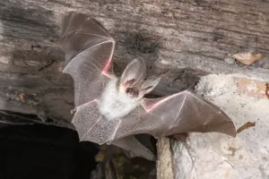 Nuit de la chauve-souris