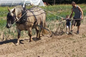 Naturellement visites : visites de la p'tite ferme de la cour