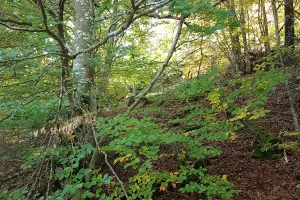 CHEMIN DE SOI