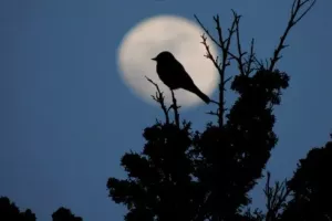 Sortie : "Le monde de la nuit", à Aubrac