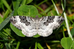 Inventaire des papillons de nuit