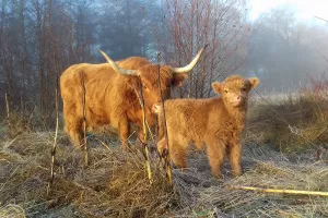 Balade Vaches écossaises, prairies morvandelles ! Mardi 28 juillet