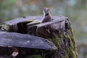 Sortie : Traces et indices des animaux