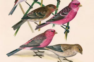 Dessins d'oiseaux, le trait talentueux d'Hermann Heinzel (aux Jardins du Muséum à Borderouge)