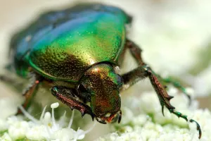 Les petites bêtes des prairies : Un safari miniature au cœur de la nature