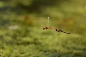 Balade naturaliste : féérie et magie avec les demoiselles et libellules