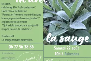 La sauge - Atelier Des plantes pour nous