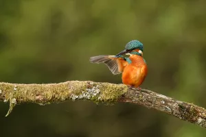 Balade ornitho