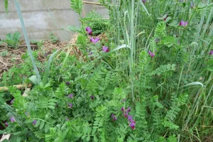 Jardinons ! Atelier "Semer des engrais verts au potager"