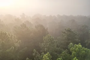 Prévention incendie :  comment protéger nos forêts ?