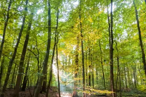 Visite commentée : à la découverte d'une forêt de chênes remarquables