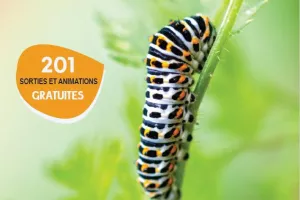 SORTIE NATURE : NOËL AUX BUISSONS