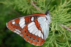 Domaine de Certes et Graveyron : Certes pour tout petits - Vole, vole papillon