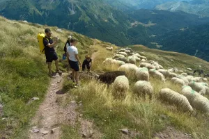 Au coeur de l'estive : randonnée et dégustation