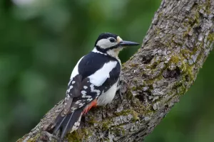 Terre en vert : sortie estivale en forêt