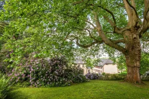 Un soir d'été - Plantes sauvages et douceur estivale