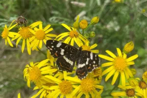 Sortie "Insectes, papillons, coccinelles et compagnie"