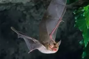Découverte des chauves-souris à la cathédrale de Linard