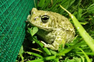 URGENT ! Appel à bénévoles - Aidez les crapauds calamite !