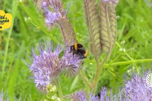 Découvrir et accueillir la biodiversité au jardin