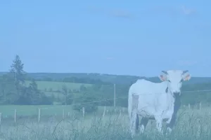 Conférence de Latitude, les Amis de Barbara Phillips : Éleveurs et biodiversité : une coopération vertueuse au service du territoire des Coteaux Gascons