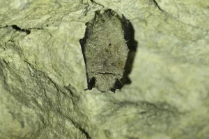 Les chauves-souris en hibernation
