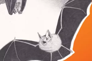 Nuit des chauves-souris
à Gambaiseuil