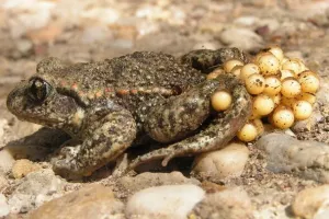 A la découverte du crapaud accoucheur