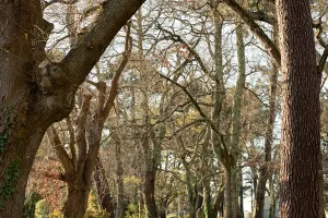 Ma forêt sensible