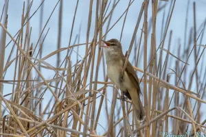 BIODIVERSITÉ MÉDITERRANÉENNE ET MIGRATION AU ROC DE CONILHAC