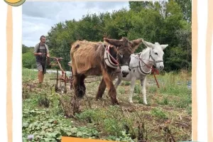 Découvrez le travail du sol par traction animale