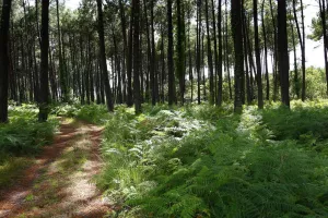 Balade à la découverte de la forêt