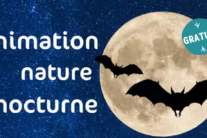 Faune nocturne et ciel étoilé