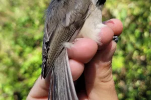 Baguage des oiseaux  migrateurs