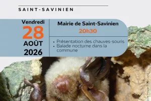Les chauves-souris de Saint-Savinien
