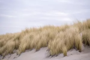Balade : découverte des dunes