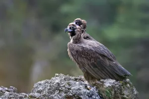 A hauteur d'ailes