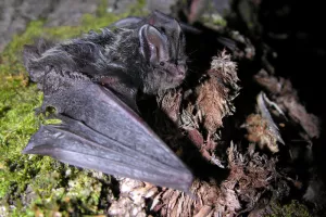 Sortie nocturne : Les murmures du crépuscule