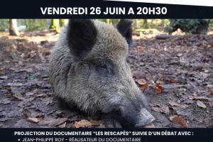 CINÉ-DÉBAT : Un autre regard sur les sangliers