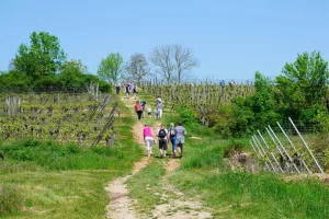 Marche gourmande du messti