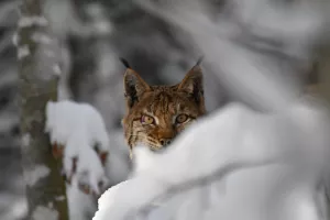 Sur les traces du fantôme de nos forêts dans la Réserve Naturelle Régionale des tourbières de Frasne-Bouverans