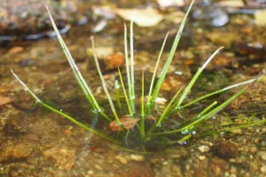 A la recherche de l'Isoète à spores épineuses et d'autres espèces d'intérêt patrimonial de l'Etang de Sagnat et bords de Gartempe