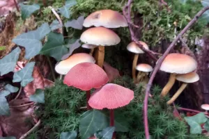 A la découverte des champignons